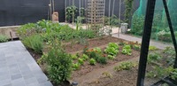 de moestuin in juni