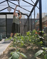 Anouck in de serre - tomatenplanten aan het opbinden